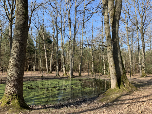 Chemin des Morts le long de la Mare Sanseuse. Nous pensions que les médecins de l'ancien régime trouvaient ici les sangsues nécessaires à leur art, mais non, il semblerait que nom Mare Sanseuse vienne de Salicosa Mara, la Mare aux Saules. On trouve aussi des Mare Sausseuse de même origine. Ref : Supplément aux recherches historiques sur la ville de Gournay-en-Bray de N.R.P. de la Mairie.