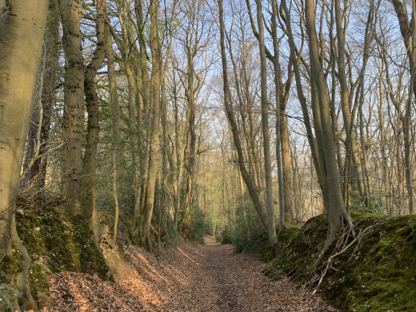 Nous descendons vers la vallée du Bec par les chemins boisés du Coudray.