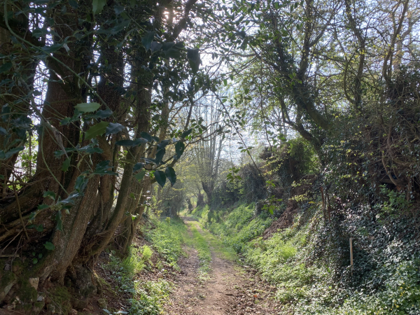A la Haye-de-Calleville, nous redescendons par les bois vers la Voie Verte.