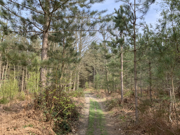 GR224, bois de Valleville.