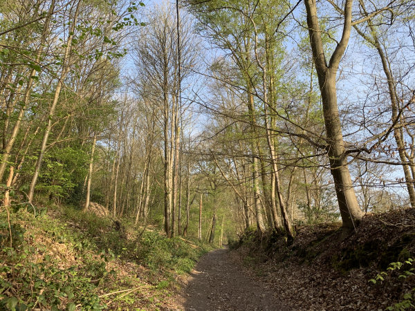 Nous suivons les balises rouges et blanches du GR224 RG depuis l'église Saint-Denis. Peu après le départ, elles nous conduisent dans les bois de la Côte Vigneron.