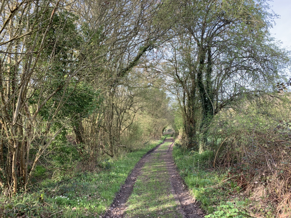 Nous venons de quitter le GR224 RG, et suivons maintenant ce large chemin dans le bois de la Houssaye qui va nous mener jusqu'à Neuville-sur-Authou.
