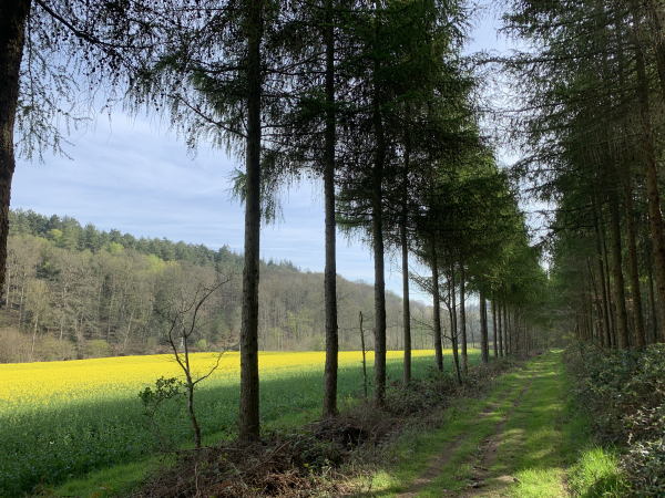 Nous sommes toujours dans le bois de la Houssaye, le long d'un champ de colza isolé au creux d'un vallon. Nous sommes aux pieds du château de la Houssaye, mais il est caché par le bois.