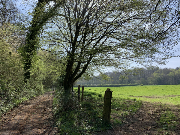 Nous descendons dans le vallon qui sépare St-Pierre-de-Salerne des bois de la Tour et de Bonnechose.