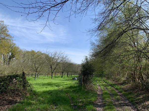 Nous sommes dans le bois de Bonnechose, non loin du hameau du Quesney, ce qui explique sans doute la présence de ce verger dans le bois.