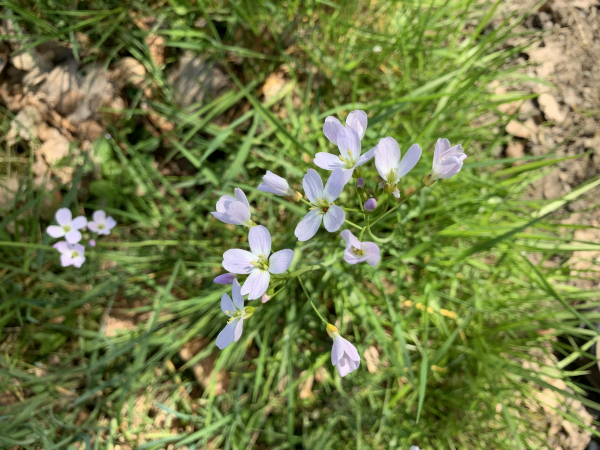 Le sol du verger est recouvert de cardamines des prés.