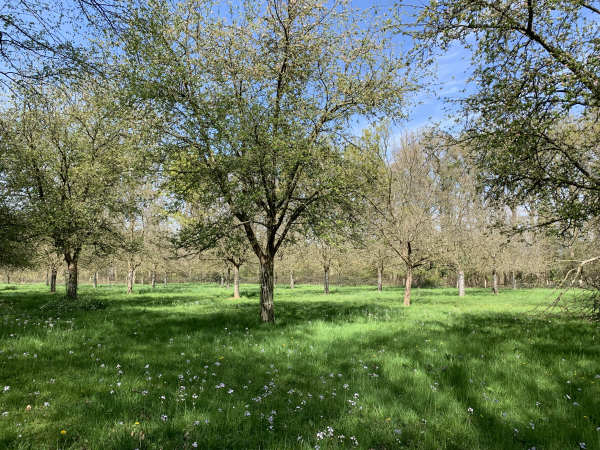 Alors que notre chemin est bordé d'anémones des bois et de jacinthes, le sol de ce verger est recouvert de cardamines des prés.