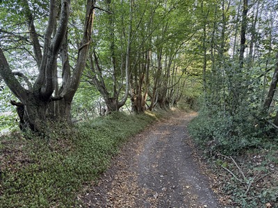 Ancien arbres têtards à proximité du hameau de la Grivelière.