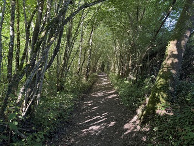 Le large chemin dans le bois de la Houssaye va nous guider jusqu'à la D26.