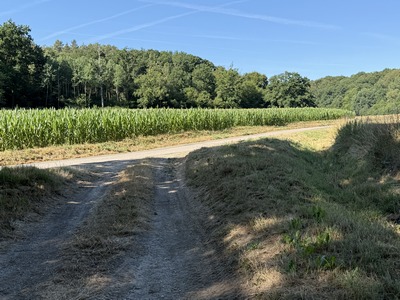 Arrivés dans le vallon, nous allons suivre la très tranquille D588 à droite, pour aller chercher l'entrée dans le bois de la Tour, en face.