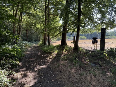 Nous passons du bois de la Tour au bois de Bonnechose, à proximité de la plaine agricole du hameau du Quesney.
