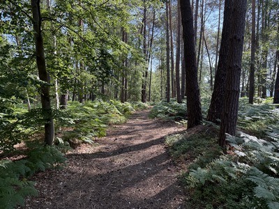 Ambiance pinède dans le bois de Bonnechose.