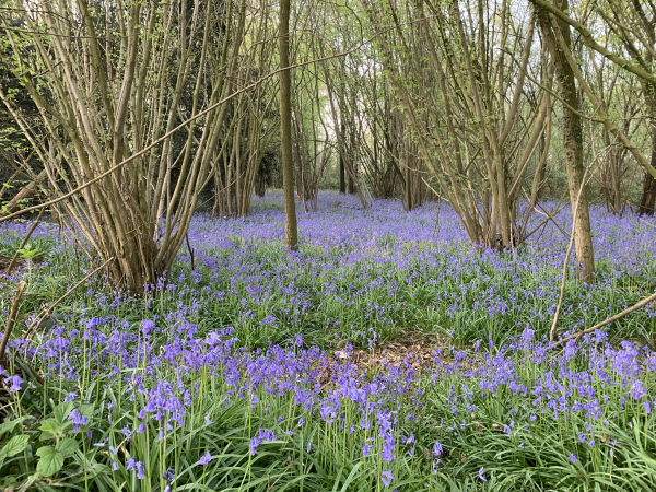 Le sous-bois, le long du chemin du Mouchel, est couvert de jacinthes.