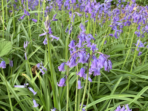 Le sous-bois, le long du chemin du Mouchel, est couvert de jacinthes.