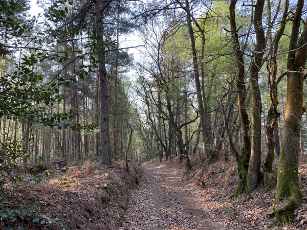 Descente de la Côte du Poivre en direction de la Neuville-du-Bosc.
