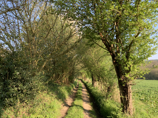 Nous n'entrons pas dans la Neuville-du-Bosc, et tournons sur ce charmant chemin en direction du Trou Tassin.