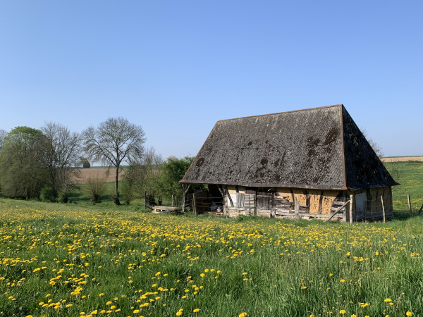 Route de Saint-Taurin, cette vieille grange devient photogénique avec son parterre de dents-de-lions (pissenlits) en fleurs.