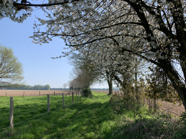 St-Taurin-des-Ifs, nous marchons en lisière du Bois des Ifs.