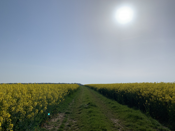 Nous avons suivi la D61 pendant 900 mètres et suivons maintenant les chemins de tracteurs vers Bérengeville-la-Campagne.