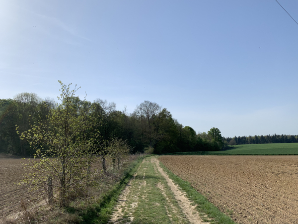 Nous entrons dans les bois par le chemin des Pâtures sur le GR26.