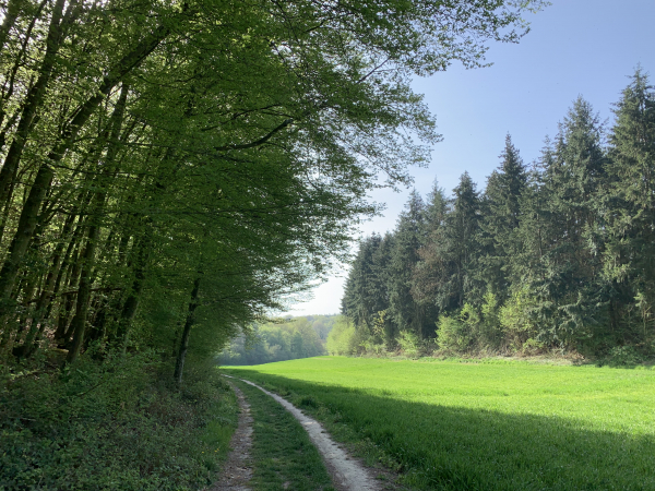 GR26, chemin des Pâtures.