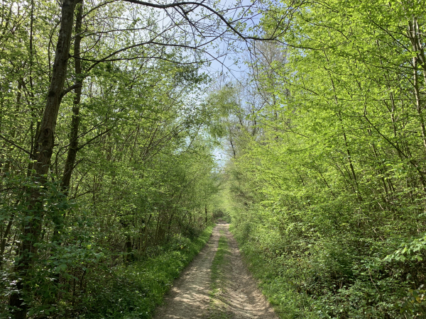 GR26 le long du Bois du Parc.