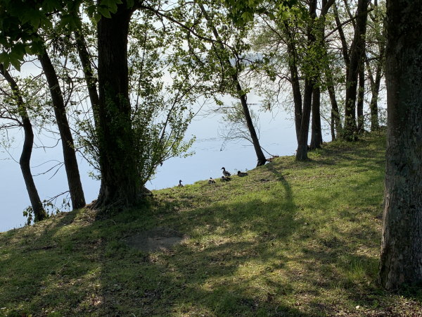C'est un plaisir de marcher sur ces somptueux chemins qui longent le lac, surtout quand il n'y a personne en cette matinée d'avril.