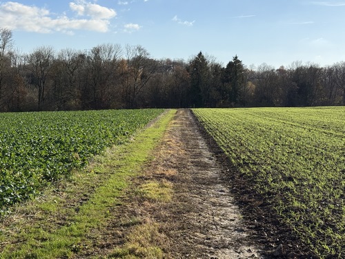 Le chemin des Coutures se dirige droit vers les bois de la Vallée Misère, et tourne à angle droit vers l'ouest pour longer le bois dans la plaine des Housses.