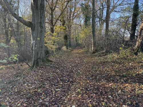 Passage boisé du chemin des Housses. Ce long chemin, entre bois et plaine, est l'un des passages les plus agréables de ce circuit.&nbsp;