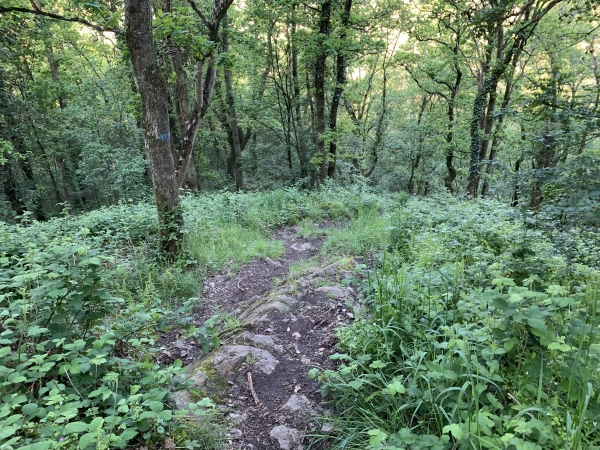 Notre sens du circuit était le bon : ce côté est beaucoup plus abrupte, il vaut mieux le faire en descente !