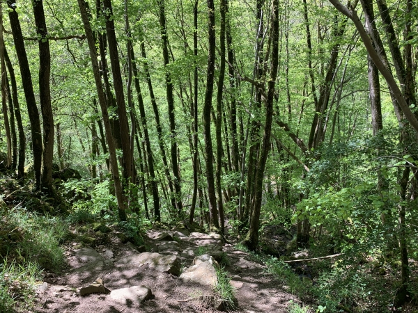 A l'approche des gorges de la Rouvre, la pente est plus forte et le sol rocheux.