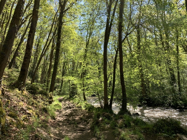 La Rouvre est tumultueuse, on comprend que ce sentier ne soit ouvert qu'à la belle saison.