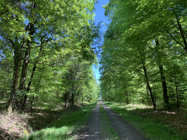 Forêt domaniale des Andaines, route forestière de la Motte.