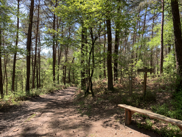 Forêt domaniale des Andaines, GR22, chemin du Mont-St-Michel.