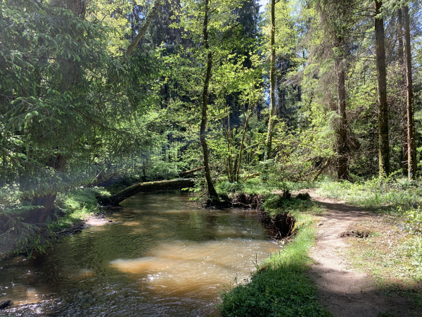 Forêt domaniale des Andaines, Gorges de Villiers, la Gourbe.
