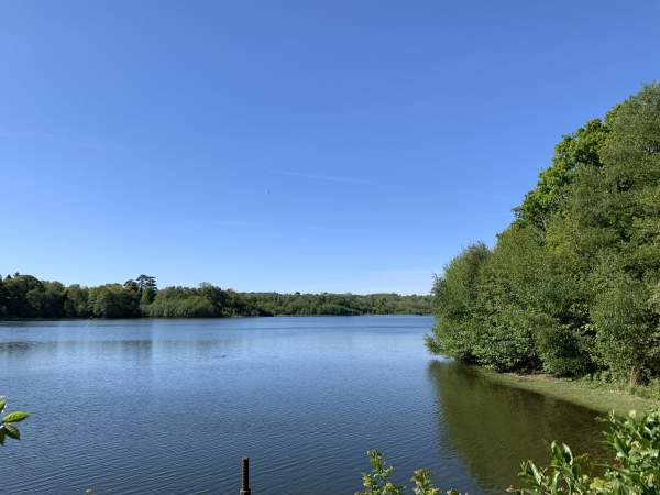Etang de Vrigny. L'étang est une proprité privée, il est clôturé, la photo est prise depuis une ouverture dans la haie.
