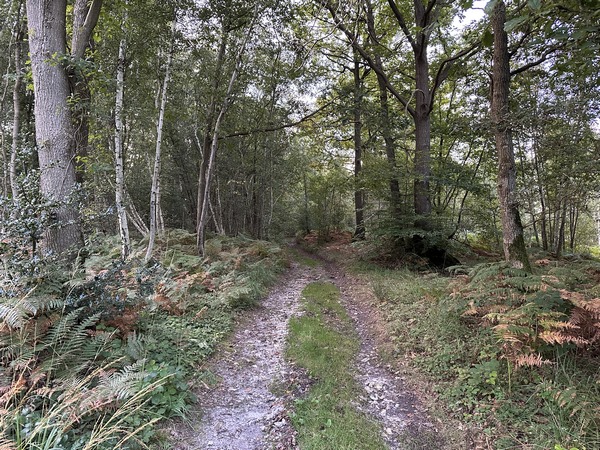 Peu après l'église, j'entre dans le bois qui domine le bourg.