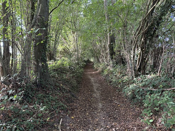 Je retrouve le bois de Bosc-Renoult, je le descends vers la Côte Pelée.