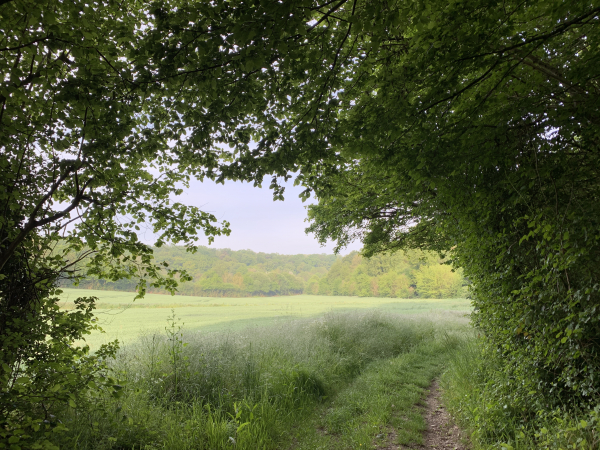 Nous prenons le chemin qui s'ouvre près du parking de l'église d'Ecaquelon, direction la forêt domaniale de Montfort.