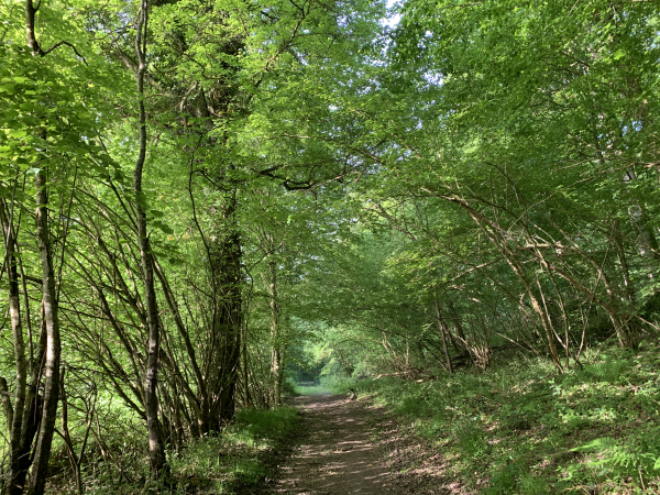 Ce chemin, large et bien entretenu, n'apparaît pas sur la carte... Pas d'inquiétude, il est bien là, et nous le suivrons jusqu'à la route forestière du Grand Val.
