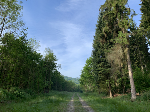 Forêt domaniale de Montfort.