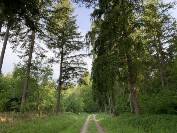 Forêt domaniale de Montfort, route forestière du Grand Val.