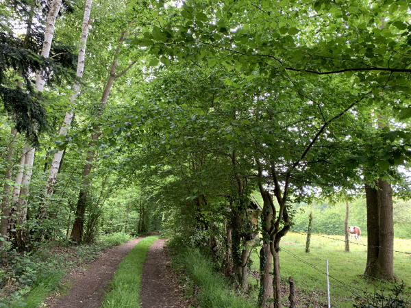 Ecaquelon, les Bruyères.