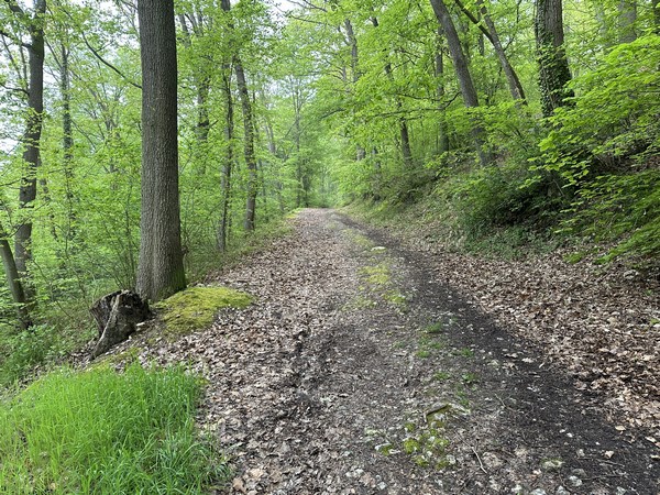 Un large chemin monte le Mont des Croix dans le bois de Maubuisson.