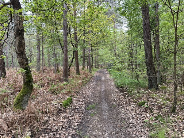 Toujours sur le GR26, nous sommes maintenant dans le bois de Courcelles.