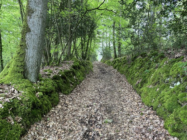 Nous montons sur le plateau sud de la Charentonne dans le bois du Chouquet.