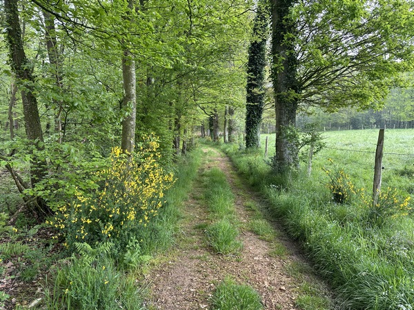 Bois du Chouquet.