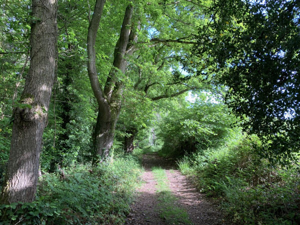 Les deux coteaux de la Véronne sont boisés, et les chemins sont vraiment agréables. Nous sommes ici au niveau du Moulin-Brûlé.
