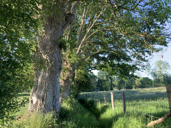 Nous sommes toujours sur la sente des Ecoliers, le long d'anciens arbres têtards. On devine encore le profil des tailles destinées au fourrage et au bois de chauffage, mais ces arbres ne sont plus taillés depuis longtemps.