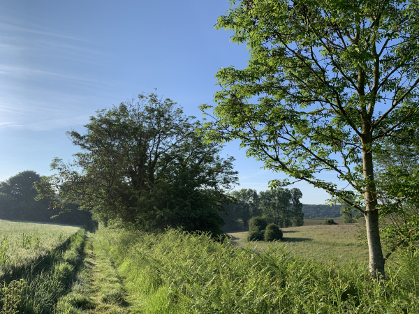 Le chemin des Clausets nous conduit vers le bois du Hamel, en face.